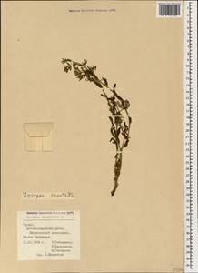 Lycopsis arvensis subsp. orientalis (L.) Kuzn., Caucasus, Georgia (K4) (Georgia)