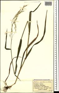 Lolium giganteum (L.) Darbysh., Caucasus, Stavropol Krai, Karachay-Cherkessia & Kabardino-Balkaria (K1b) (Russia)