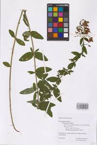 Hypericum hirsutum L., Eastern Europe, Central region (E4) (Russia)