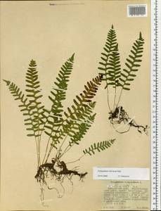 Polypodium sibiricum Sipliv., Siberia, Russian Far East (S6) (Russia)