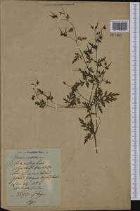 Geranium robertianum L., Eastern Europe, Latvia (E2b) (Latvia)