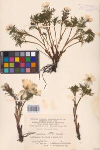 Adonis volgensis DC., Eastern Europe, Lower Volga region (E9) (Russia)