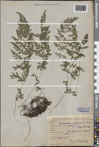 Cystopteris fragilis (L.) Bernh., Middle Asia, Western Tian Shan & Karatau (M3) (Kyrgyzstan)