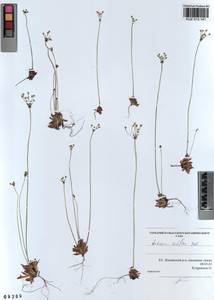 Androsace lactiflora Fisch. ex Willd., Siberia, Altai & Sayany Mountains (S2) (Russia)