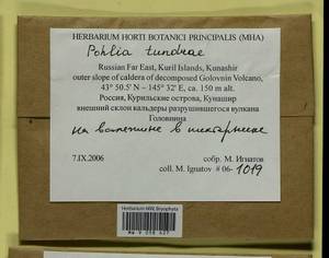 Pohlia tundrae A.J. Shaw, Bryophytes, Bryophytes - Russian Far East (excl. Chukotka & Kamchatka) (B20) (Russia)