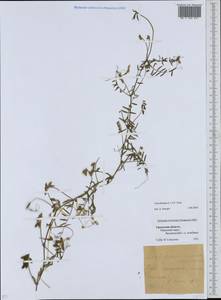 Vicia hirsuta (L.)Gray, Eastern Europe, Eastern region (E10) (Russia)