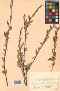 Salix dshugdshurica A. K. Skvortsov, Siberia, Chukotka & Kamchatka (S7) (Russia)