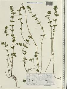 Clinopodium acinos (L.) Kuntze, Eastern Europe, North-Western region (E2) (Russia)