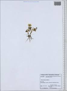 Ranunculus nivalis L., Siberia, Yakutia (S5) (Russia)