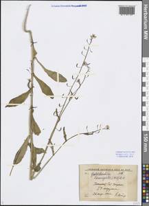 Goldbachia laevigata (M.Bieb.) DC., Middle Asia, Syr-Darian deserts & Kyzylkum (M7) (Uzbekistan)