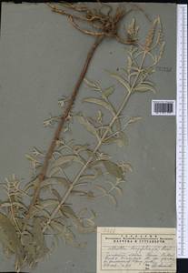 Mentha longifolia var. asiatica (Boriss.) Rech.f., Middle Asia, Pamir & Pamiro-Alai (M2) (Tajikistan)