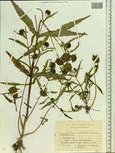 Bidens radiata Thuill., Eastern Europe, Central region (E4) (Russia)