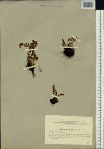 Woodsia ilvensis (L.) R. Br., Eastern Europe, Northern region (E1) (Russia)