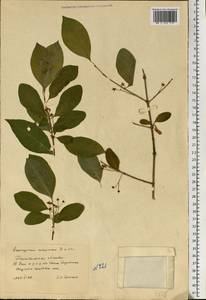 Euonymus europaeus L., Eastern Europe, South Ukrainian region (E12) (Ukraine)