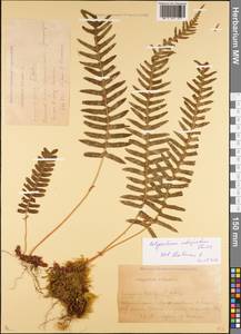 Polypodium interjectum Shivas, Caucasus, Krasnodar Krai & Adygea (K1a) (Russia)