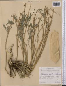 Hedysarum boreale subsp. mackenzii (Richardson)S.L.Welsh, America (AMER) (United States)