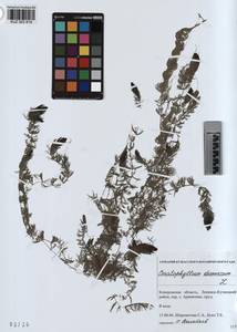KUZ 003 819, Ceratophyllum demersum L., Siberia, Altai & Sayany Mountains (S2) (Russia)