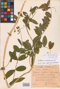 Lathyrus pisiformis L., Eastern Europe, Central region (E4) (Russia)