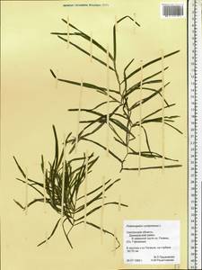 Potamogeton compressus L., Eastern Europe, Western region (E3) (Russia)