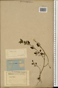 Scutellaria caucasica A.Ham., Caucasus (no precise locality) (K0)