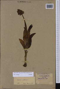 Orchis militaris subsp. stevenii (Rchb.f.) B.Baumann & al., Caucasus, Krasnodar Krai & Adygea (K1a) (Russia)