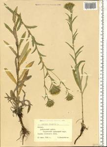 Carlina vulgaris L., Eastern Europe, Latvia (E2b) (Latvia)
