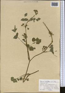 Helosciadium nodiflorum subsp. nodiflorum, Middle Asia, Pamir & Pamiro-Alai (M2) (Tajikistan)