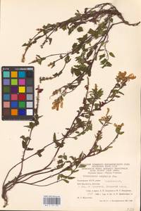 MHA 0 155 487, Scutellaria supina L., Eastern Europe, Eastern region (E10) (Russia)