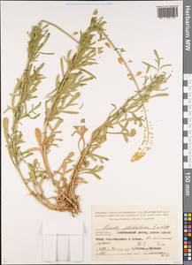 Reseda globulosa Fisch. & C. A. Mey., Caucasus, Azerbaijan (K6) (Azerbaijan)