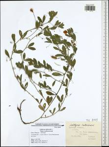 Lathyrus tuberosus L., Eastern Europe, Central region (E4) (Russia)