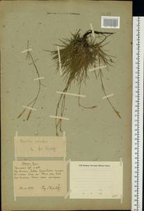 Dianthus acicularis Fisch. ex Ledeb., Eastern Europe, Eastern region (E10) (Russia)