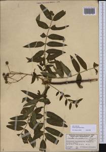 Sorbus tianschanica Rupr., Middle Asia, Western Tian Shan & Karatau (M3) (Kazakhstan)