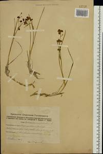 Scheuchzeria palustris L., Eastern Europe, Eastern region (E10) (Russia)