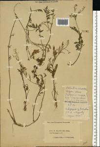 Rorippa sylvestris (L.) Besser, Eastern Europe, Central forest region (E5) (Russia)