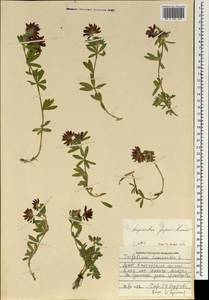 Trifolium lupinaster L., Mongolia (MONG) (Mongolia)