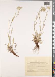 Leontopodium campestre (Ledeb.) Hand.-Mazz., Middle Asia, Western Tian Shan & Karatau (M3) (Kyrgyzstan)
