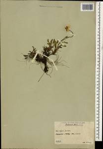 Anthemis cretica subsp. iberica (M. Bieb.) Grierson, Caucasus, South Ossetia (K4b) (South Ossetia)