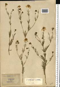 Nigella arvensis L., Eastern Europe, South Ukrainian region (E12) (Ukraine)