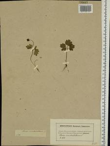 Adoxa moschatellina L., Eastern Europe, Moscow region (E4a) (Russia)