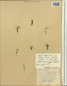 Ranunculus karelinii Czerep., South Asia, South Asia (Asia outside ex-Soviet states and Mongolia) (ASIA) (China)