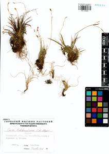 Carex ledebouriana C.A.Mey. ex Trevir., Siberia, Baikal & Transbaikal region (S4) (Russia)