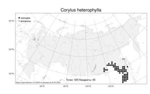 Corylus heterophylla Fisch. ex Trautv., Atlas of the Russian Flora (FLORUS) (Russia)