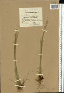Trichophorum alpinum (L.) Pers., Eastern Europe, Eastern region (E10) (Russia)