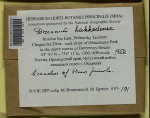 Dicranum viride var. hakkodense (Cardot) Takaki, Bryophytes, Bryophytes - Russian Far East (excl. Chukotka & Kamchatka) (B20) (Russia)