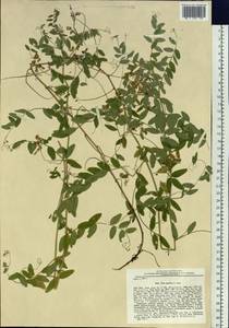 Vicia japonica A.Gray, Siberia, Baikal & Transbaikal region (S4) (Russia)