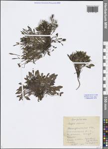 Askellia pygmaea (Ledeb.) Sennikov, Siberia, Chukotka & Kamchatka (S7) (Russia)
