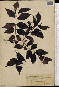 Lonicera maackii (Rupr.) Maxim., Siberia, Russian Far East (S6) (Russia)