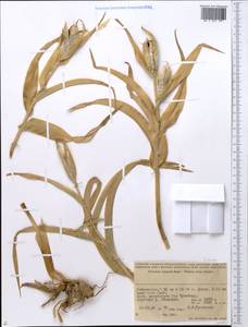 Iridaceae, Middle Asia, Pamir & Pamiro-Alai (M2) (Uzbekistan)
