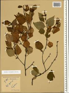 Betula pubescens var. litwinowii (Doluch.) Ashburner & McAll., Caucasus, Armenia (K5) (Armenia)