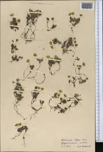 Androsace chamaejasme subsp. lehmanniana (Spreng.) Hultén, Middle Asia, Pamir & Pamiro-Alai (M2) (Tajikistan)